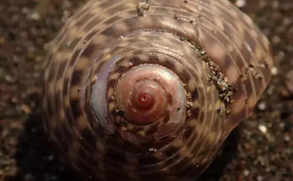 「「接写に夢中！」海岸に落ちているものに限界まで近づいて撮影してみた」の画像