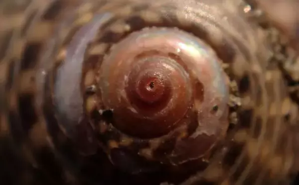 「「接写に夢中！」海岸に落ちているものに限界まで近づいて撮影してみた」の画像