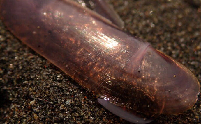 「接写に夢中！」海岸に落ちているものに限界まで近づいて撮影してみた