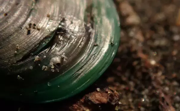 「「接写に夢中！」海岸に落ちているものに限界まで近づいて撮影してみた」の画像