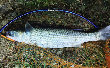 良型ボラがルアーに好反応！【千葉・村田川】派手なカラー＆トリッキーなアクションが吉