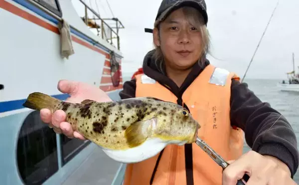 伊良湖沖のカットウ釣りで良型ヒガンフグ＆カワハギ続々【愛知】船宿の身欠き処理で持ち帰りも安心