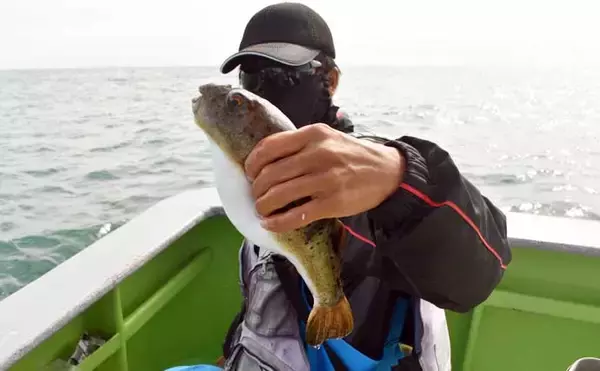 「伊良湖沖のカットウ釣りで良型ヒガンフグ＆カワハギ続々【愛知】船宿の身欠き処理で持ち帰りも安心」の画像