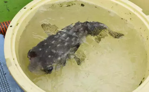 「伊良湖沖のカットウ釣りで良型ヒガンフグ＆カワハギ続々【愛知】船宿の身欠き処理で持ち帰りも安心」の画像