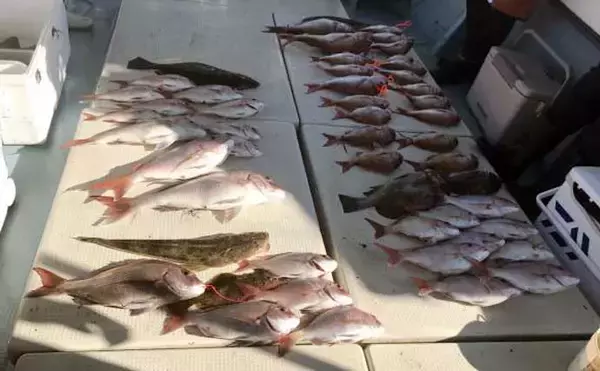 「【沖釣り釣果速報】島原沖のタイラバでガツンとヒット！70cm超えマダイ浮上（大分・熊本）」の画像