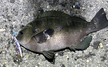 波止メバリングで想定外のメジナ登場【大阪】フローティングのプラグにヒット