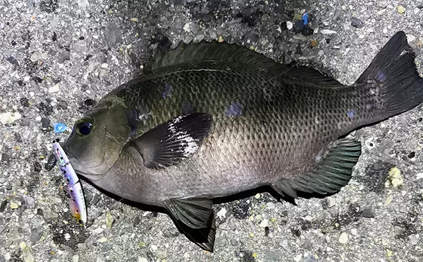 波止メバリングで想定外のメジナ登場【大阪】フローティングのプラグにヒット