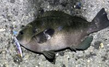 波止メバリングで想定外のメジナ登場【大阪】フローティングのプラグにヒット