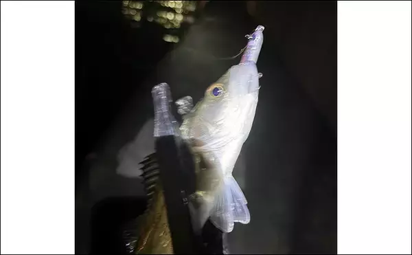 「波止メバリングで想定外のメジナ登場【大阪】フローティングのプラグにヒット」の画像