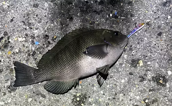 「波止メバリングで想定外のメジナ登場【大阪】フローティングのプラグにヒット」の画像