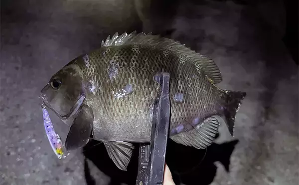 「波止メバリングで想定外のメジナ登場【大阪】フローティングのプラグにヒット」の画像