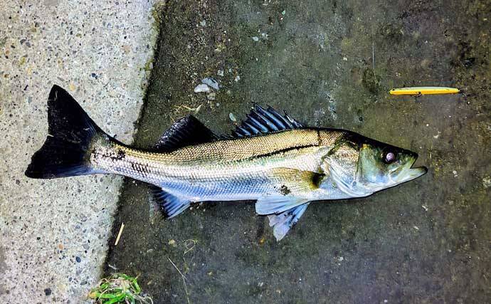 リバーシーバスは「流れ」がキモ！ 表層でもボトムでもシーバスを連続キャッチ【養老川】