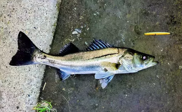 「リバーシーバスは「流れ」がキモ！ 表層でもボトムでもシーバスを連続キャッチ【養老川】」の画像