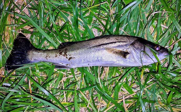 リバーシーバスは「流れ」がキモ！ 表層でもボトムでもシーバスを連続キャッチ【養老川】