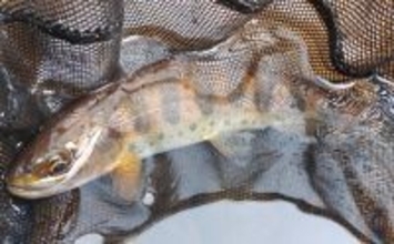 「待ちに待った渓流釣りが解禁！」 解禁直後の魚の動き方と攻略法を解説