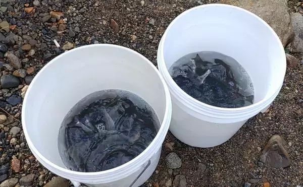 「「待ちに待った渓流釣りが解禁！」 解禁直後の魚の動き方と攻略法を解説」の画像