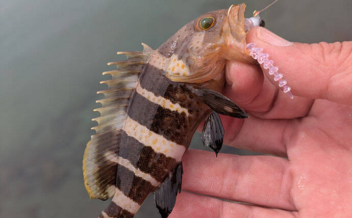 日中ライトルアー釣行でハタ類にガシラと根魚続々【京都】千切れたワームでも連発？