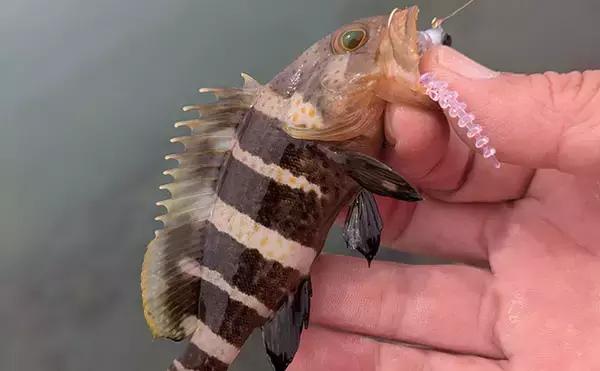 「日中ライトルアー釣行でハタ類にガシラと根魚続々【京都】千切れたワームでも連発？」の画像