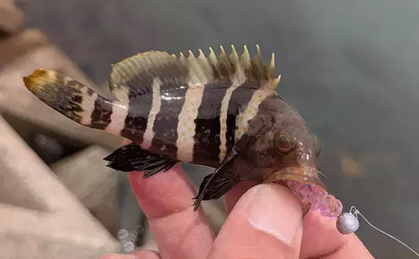 「日中ライトルアー釣行でハタ類にガシラと根魚続々【京都】千切れたワームでも連発？」の画像