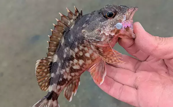 「日中ライトルアー釣行でハタ類にガシラと根魚続々【京都】千切れたワームでも連発？」の画像
