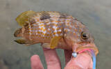 「日中ライトルアー釣行でハタ類にガシラと根魚続々【京都】千切れたワームでも連発？」の画像5