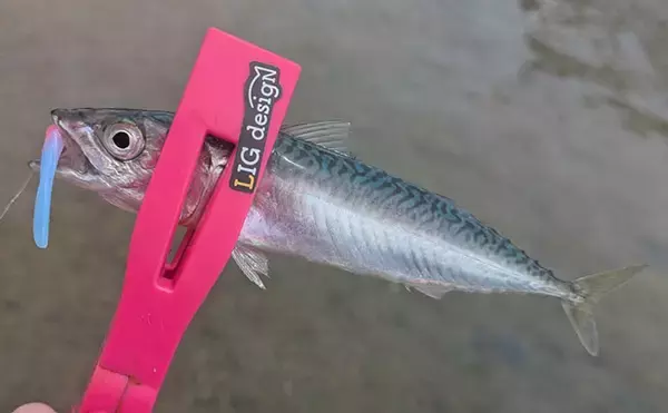 「日中ライトルアー釣行でハタ類にガシラと根魚続々【京都】千切れたワームでも連発？」の画像