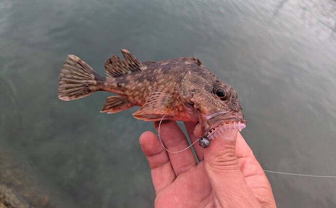 日中ライトルアー釣行でハタ類にガシラと根魚続々【京都】千切れたワームでも連発？
