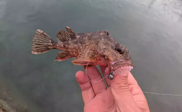 「日中ライトルアー釣行でハタ類にガシラと根魚続々【京都】千切れたワームでも連発？」の画像