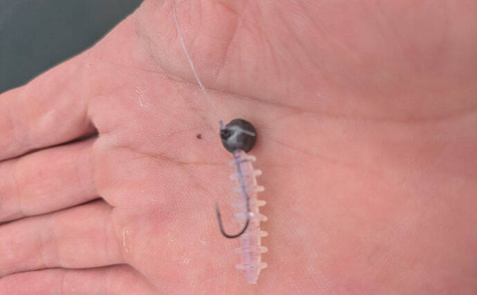 日中ライトルアー釣行でハタ類にガシラと根魚続々【京都】千切れたワームでも連発？