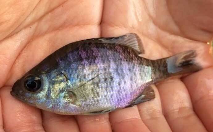 ブルーギルを「ドライフライ」で釣る魅力3選　具体的な釣り方も解説