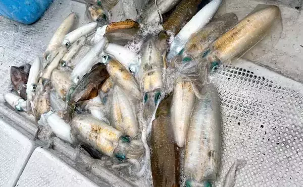 ティップランエギングでアオリイカ20杯と爆釣【新潟・琉神丸】ロングステイが決め手