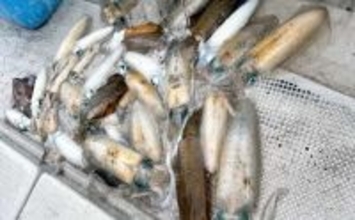 ティップランエギングでアオリイカ20杯と爆釣【新潟・琉神丸】ロングステイが決め手