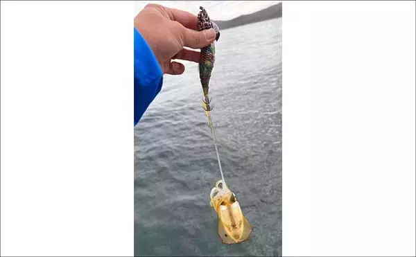 「ティップランエギングでアオリイカ20杯と爆釣【新潟・琉神丸】ロングステイが決め手」の画像