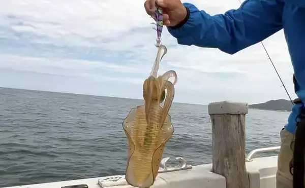 「ティップランエギングでアオリイカ20杯と爆釣【新潟・琉神丸】ロングステイが決め手」の画像