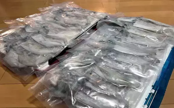 「ティップランエギングでアオリイカ20杯と爆釣【新潟・琉神丸】ロングステイが決め手」の画像