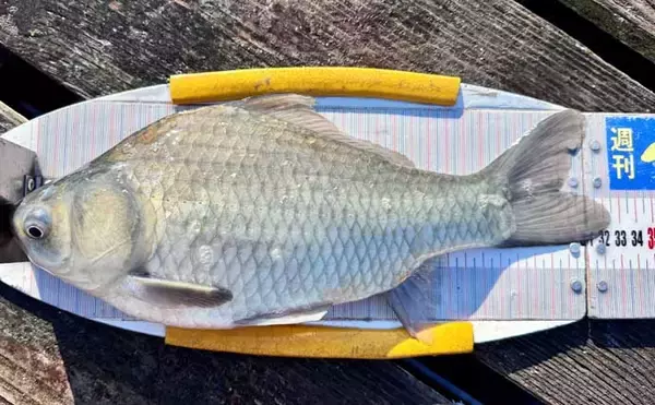 「今週のヘラブナ推薦釣り場2025【静岡・早霧湖】」の画像