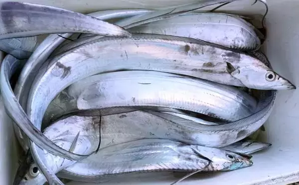 「タコベイトを用いたテンビンタチウオ釣りで105cmドラゴン登場！【神奈川】船中トップ27尾の好釣果」の画像