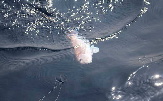 人気急上昇の「シロアマダイ釣り」入門　【タックル・釣り方・仕掛けを解説】