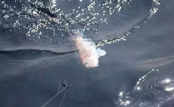 「人気急上昇の「シロアマダイ釣り」入門　【タックル・釣り方・仕掛けを解説】」の画像