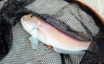 人気急上昇の「シロアマダイ釣り」入門　【タックル・釣り方・仕掛けを解説】