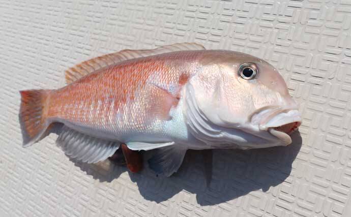 人気急上昇の「シロアマダイ釣り」入門　【タックル・釣り方・仕掛けを解説】