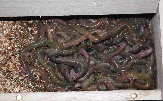 人気急上昇の「シロアマダイ釣り」入門　【タックル・釣り方・仕掛けを解説】