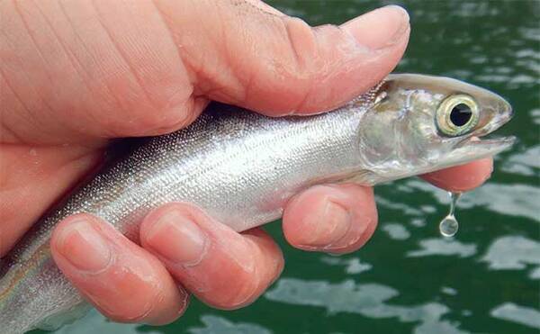 西湖ワカサギ釣りで 2121尾 の春爆釣果 浅場数釣り狙いが大当たり 22年5月17日 エキサイトニュース 西湖ワカサギ釣りで 2121尾 の春爆釣果 浅場数釣り狙いが大当たり 22年5月17日 エキサイトニュース