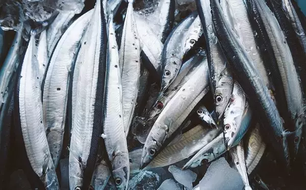 知ってそうで意外に知らないサンマの生態　昔は上流階級は食べなかった？