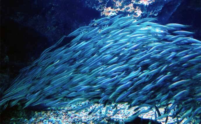 知ってそうで意外に知らないサンマの生態　昔は上流階級は食べなかった？