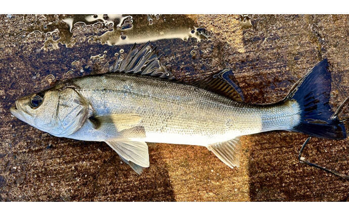 刺身を水で洗う調理法「あらい」が水っぽくならないワケ　噛み応えはむしろアップ