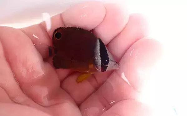 人はなぜ本物の自然や生きものに惹かれるのか　実は私たちの脳が求めている？