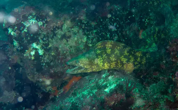 「人はなぜ本物の自然や生きものに惹かれるのか　実は私たちの脳が求めている？」の画像