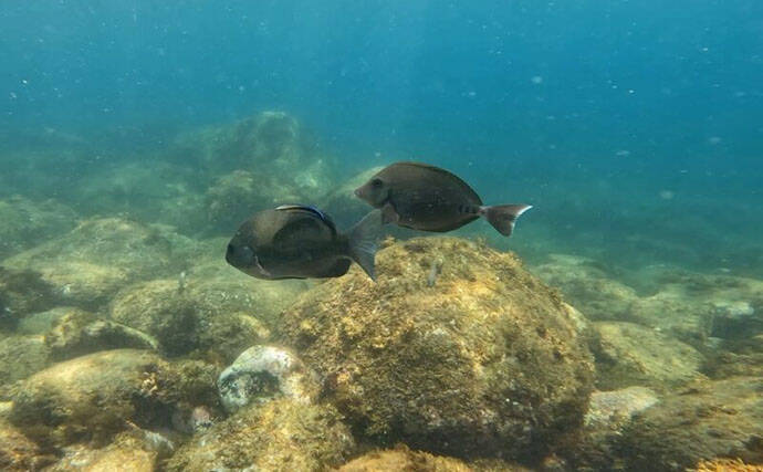 人はなぜ本物の自然や生きものに惹かれるのか　実は私たちの脳が求めている？