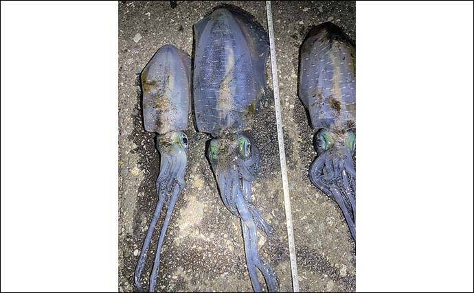 越前海岸の陸っぱりエギングで良型アオリイカ連発！【福井】胴長20cm超え含む2人で8匹の好釣果
